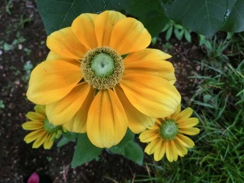 ようやく 早生みかんの苗木を鉢植えに戻した 転地療養組 その３ 南西側のエキナセアとルドベキアは エブリディ マジック 日だまりに猫と戯れ