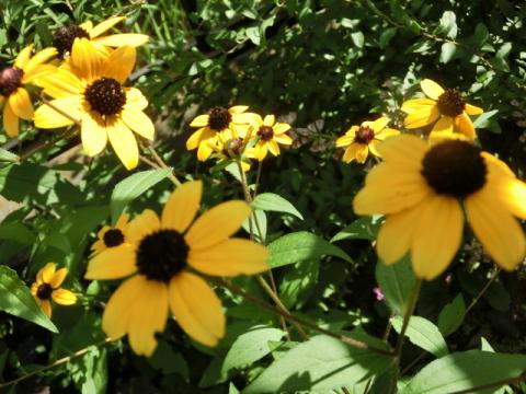 ようやく 早生みかんの苗木を鉢植えに戻した 転地療養組 その３ 南西側のエキナセアとルドベキアは エブリディ マジック 日だまりに猫と戯れ