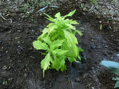 f:id:koboaoineko:20200805100854j:plain f:id:koboaoineko:20200805100854j:plain