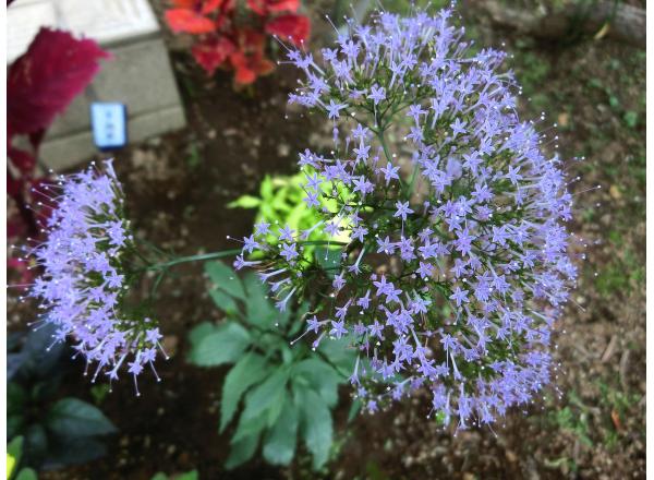 f:id:koboaoineko:20200805103319j:plain f:id:koboaoineko:20200805103319j:plain