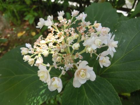 f:id:koboaoineko:20200805111138j:plain f:id:koboaoineko:20200805111138j:plain