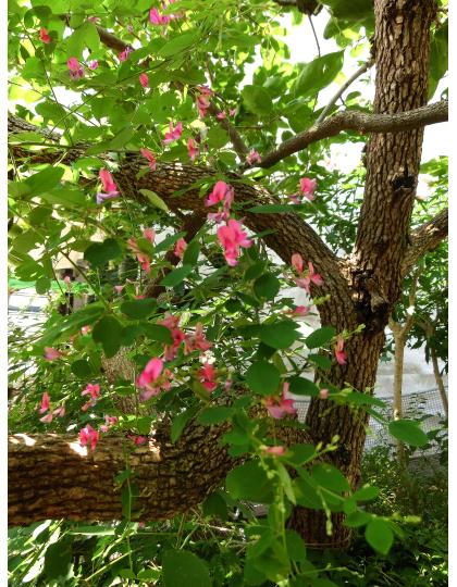 f:id:koboaoineko:20200805111547j:plain f:id:koboaoineko:20200805111547j:plain