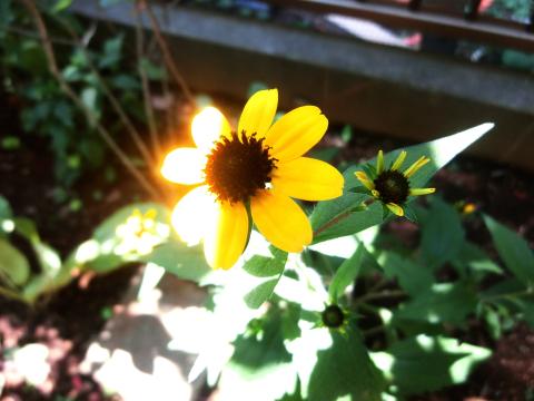 f:id:koboaoineko:20200805111606j:plain f:id:koboaoineko:20200805111606j:plain