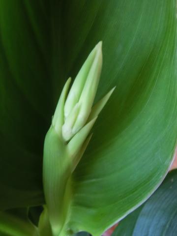 f:id:koboaoineko:20200806134415j:plain