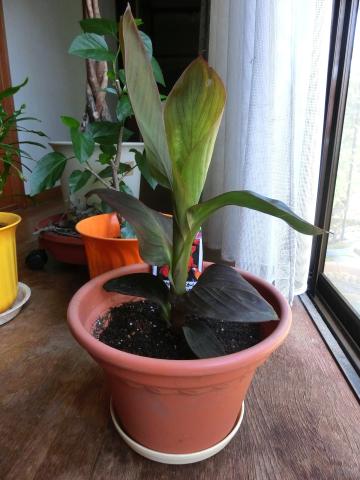 f:id:koboaoineko:20200806134512j:plain