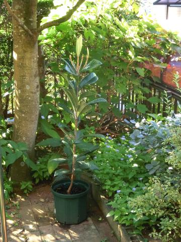 f:id:koboaoineko:20200820135919j:plain