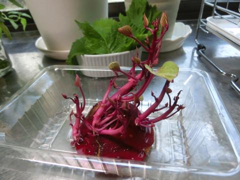 f:id:koboaoineko:20200820141338j:plain