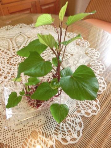 f:id:koboaoineko:20200820141426j:plain