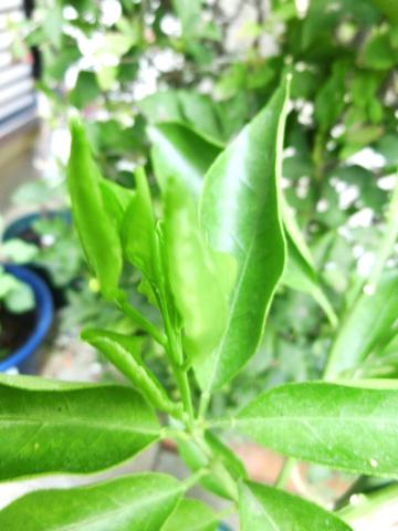 f:id:koboaoineko:20200823172122j:plain f:id:koboaoineko:20200823172122j:plain