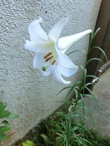 f:id:koboaoineko:20200823174111j:plain f:id:koboaoineko:20200823174111j:plain