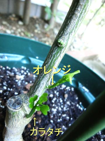 f:id:koboaoineko:20200826110703j:plain f:id:koboaoineko:20200826110703j:plain