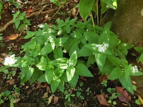 f:id:koboaoineko:20200826111516j:plain f:id:koboaoineko:20200826111516j:plain