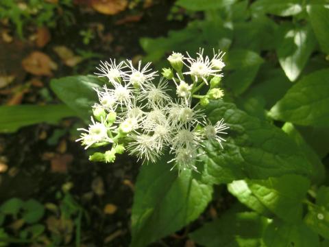 f:id:koboaoineko:20200826111611j:plain f:id:koboaoineko:20200826111611j:plain