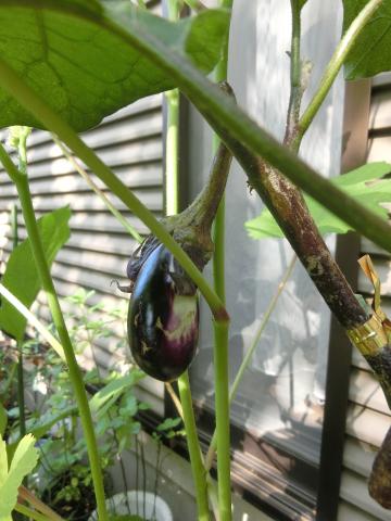 f:id:koboaoineko:20200826111923j:plain f:id:koboaoineko:20200826111923j:plain