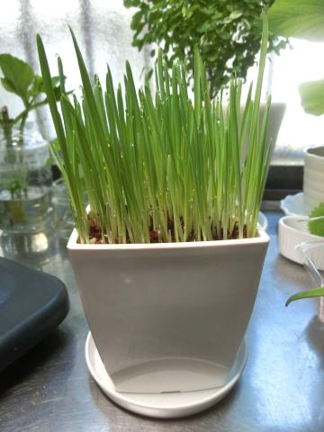 f:id:koboaoineko:20200826112239j:plain f:id:koboaoineko:20200826112239j:plain