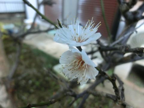 f:id:koboaoineko:20220123114730j:plain