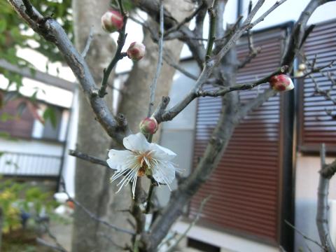 f:id:koboaoineko:20220123114810j:plain