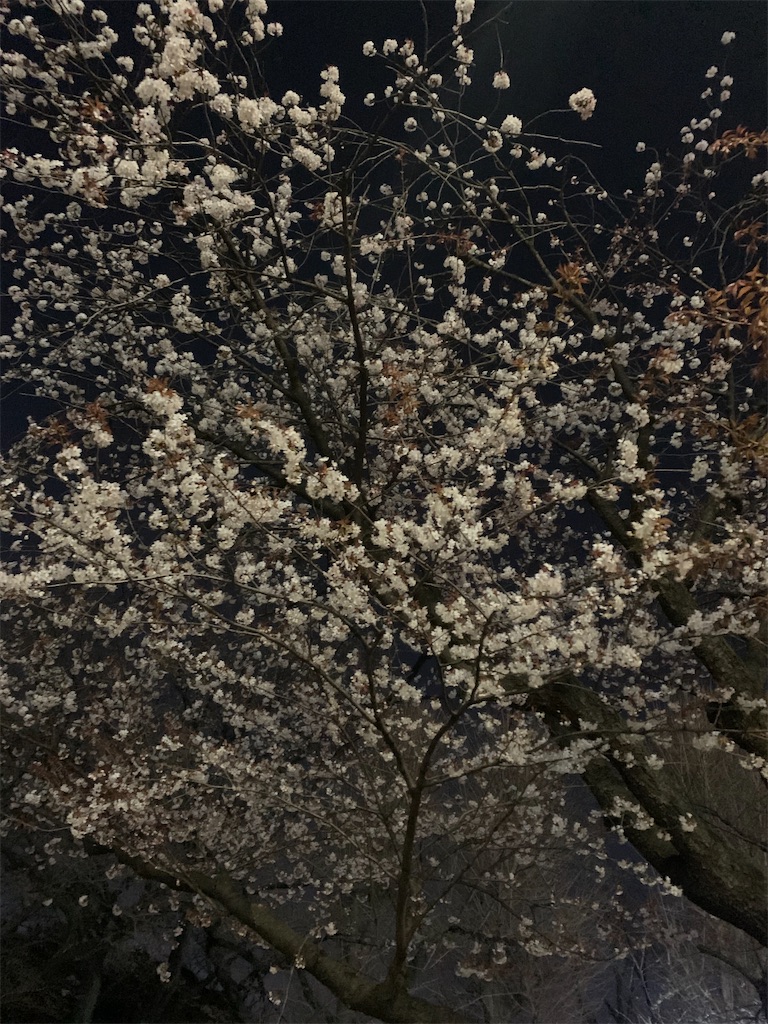 f:id:kobu-chan:20210315221326j:image f:id:kobu-chan:20210315221326j:image