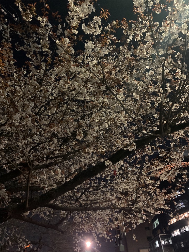 f:id:kobu-chan:20210315221333j:image f:id:kobu-chan:20210315221333j:image