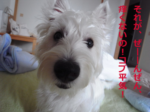 f:id:kobumakidays:20090712060248j:image