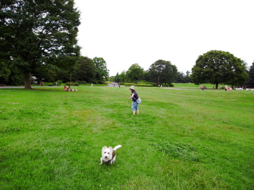 f:id:kobumakidays:20090712120707j:image
