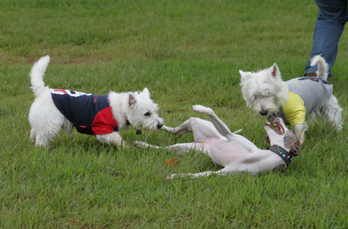 f:id:kobumakidays:20110904102124j:image f:id:kobumakidays:20110904102124j:image