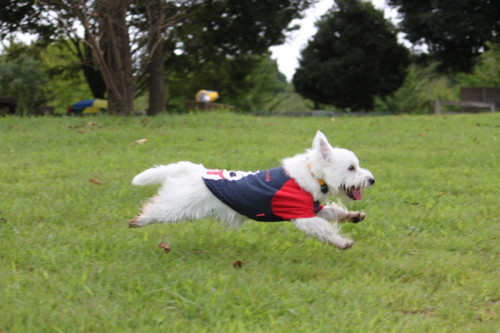 f:id:kobumakidays:20110904102314j:image f:id:kobumakidays:20110904102314j:image