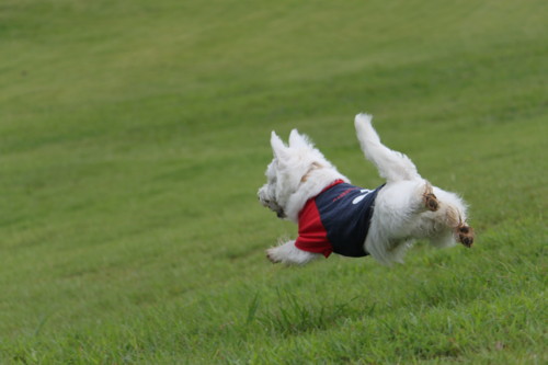 f:id:kobumakidays:20110904102452j:image f:id:kobumakidays:20110904102452j:image