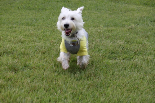 f:id:kobumakidays:20110904103209j:image f:id:kobumakidays:20110904103209j:image
