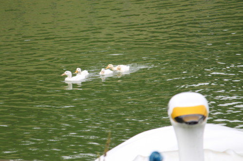 f:id:kobumakidays:20110904103419j:image f:id:kobumakidays:20110904103419j:image
