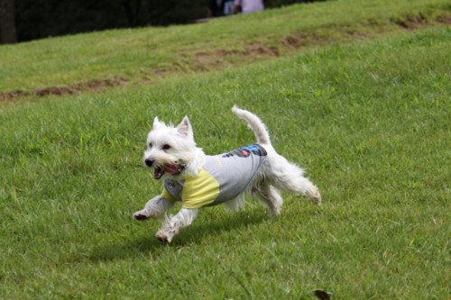 f:id:kobumakidays:20110904122659j:image f:id:kobumakidays:20110904122659j:image