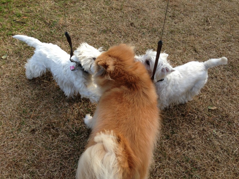 f:id:kobumakidays:20131208092527j:image
