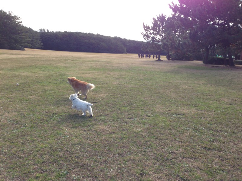 f:id:kobumakidays:20131208093159j:image