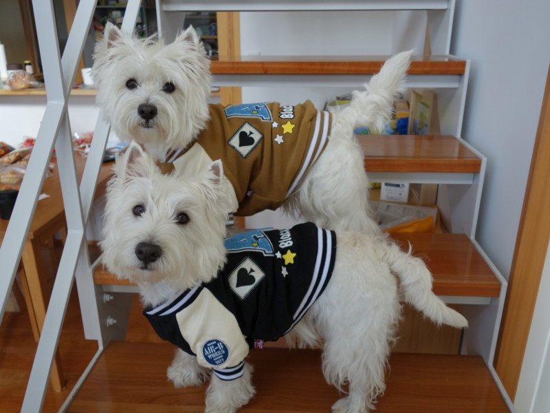 f:id:kobumakidays:20131208124827j:image