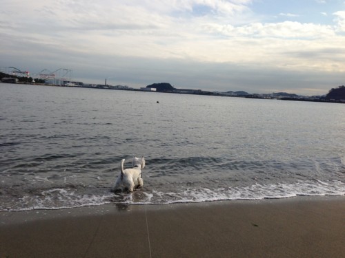 f:id:kobumakidays:20131223132434j:image