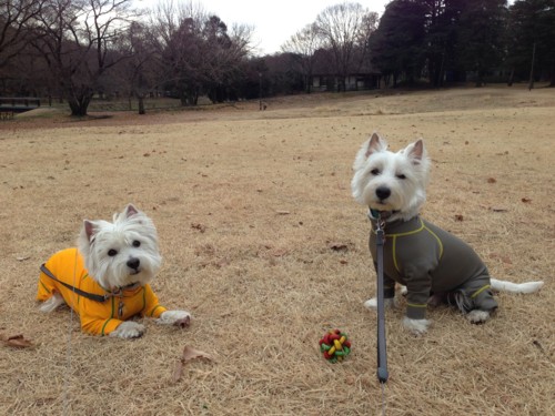 f:id:kobumakidays:20131227130153j:image
