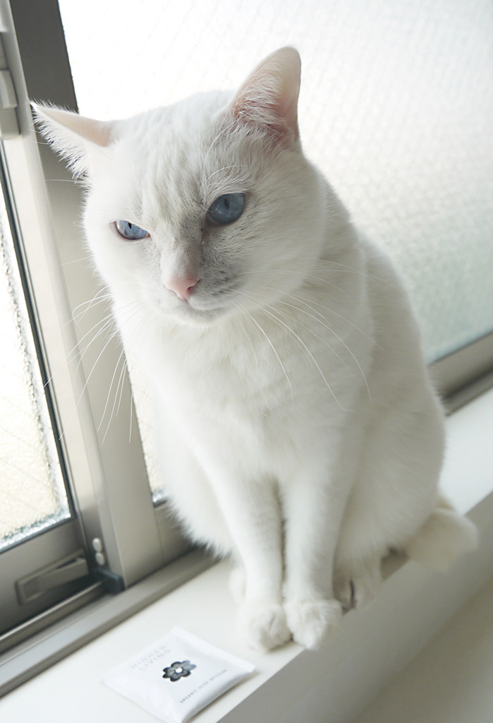 ロイヤルカナン Phコントロール Clt の感想 猫のご飯記録