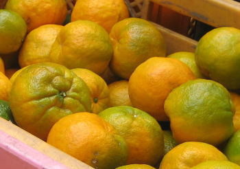 f:id:kochibi:20111224154659j:image