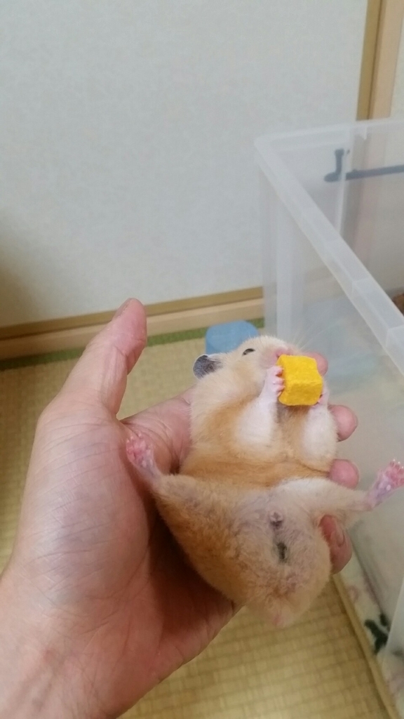 ゴールデンハムスターの好きな食べ物と嫌いな食べ物の話。 - 20181112231205 ゴールデンハムスターの好きな食べ物と嫌いな食べ物の話。 - 20181112231205
