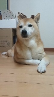 f:id:koco_to_watashi:20190506195341j:plain