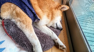 f:id:koco_to_watashi:20190613141507j:image