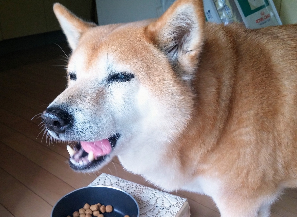 f:id:koco_to_watashi:20190615200958j:plain