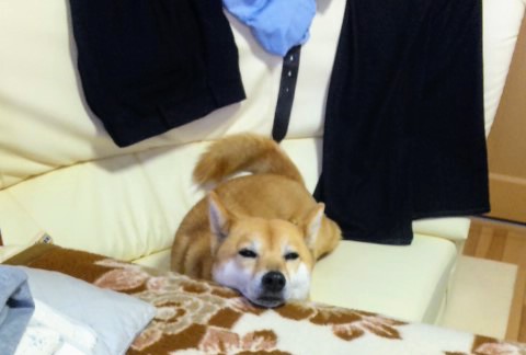 f:id:koco_to_watashi:20190616163156j:plain
