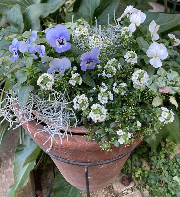 島忠ホームスで手に入れたビオラやアリッサムで楽しむ寄せ植え 寄せ植え ギャザリングのアイデア 園芸ブログ