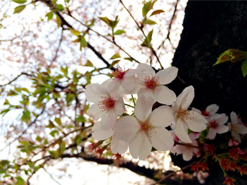 f:id:kodamayurika:20250404110909j:image