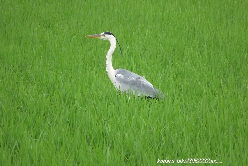 野鳥 アオサギ（青鷺） - 信州の自然と滝めぐり