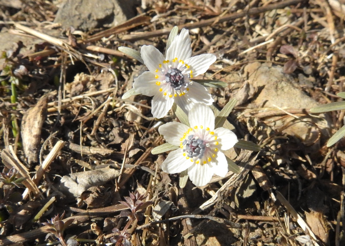 セツブンソウ（節分草）の花が・・ - 信州の自然と滝めぐり