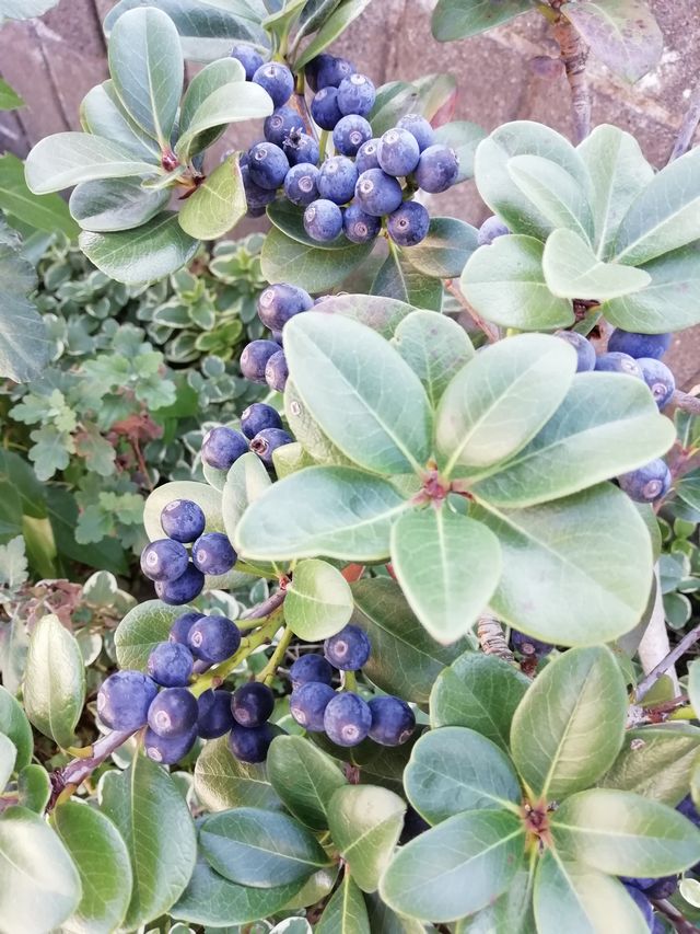 シャリンバイですか？ - ふくみみdiary