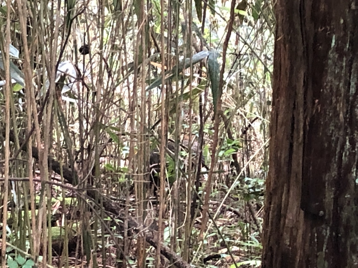 f:id:kodokonorun:20190711153027j:plain