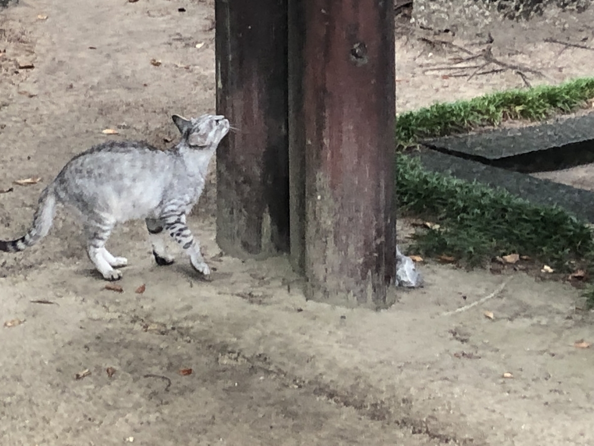 f:id:kodokonorun:20190728145938j:plain f:id:kodokonorun:20190728145938j:plain